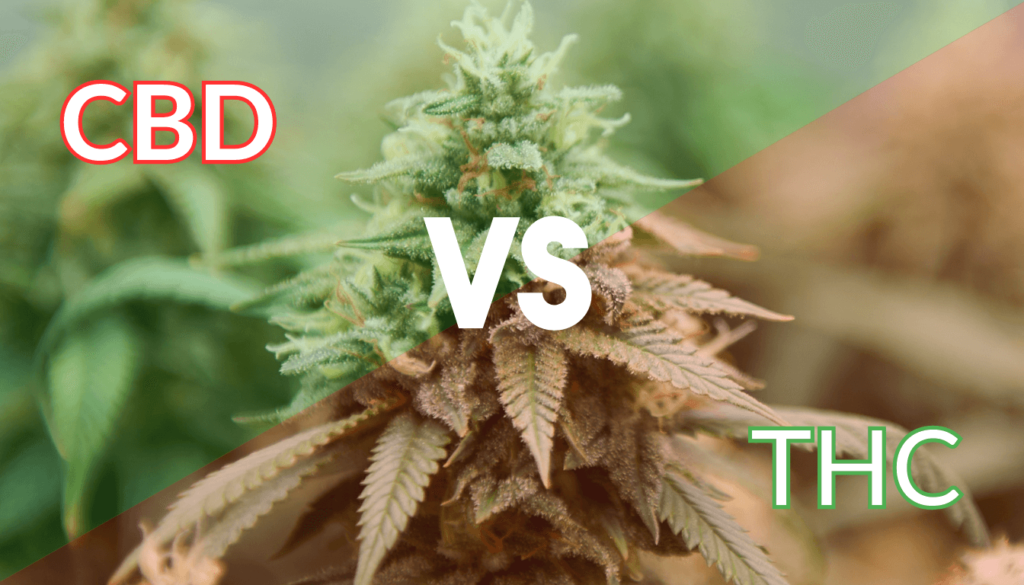 cbd-vs-thc