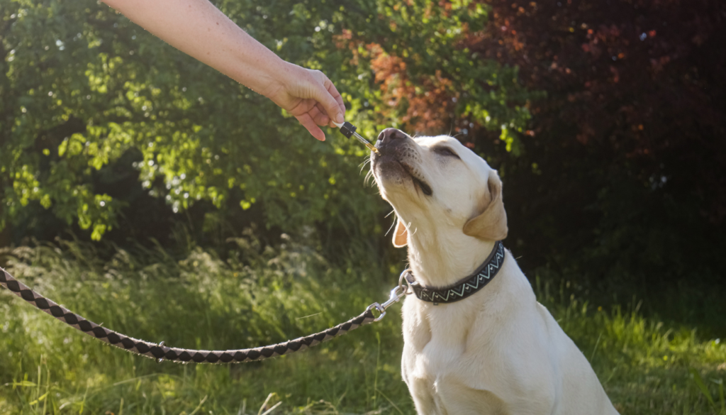 Hund erhält CBD Öl aus Pipette