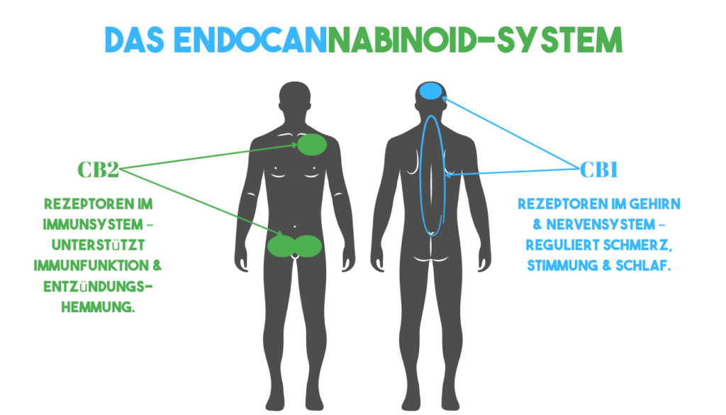 Grafische Darstellung des Endocannabinoid-Systems