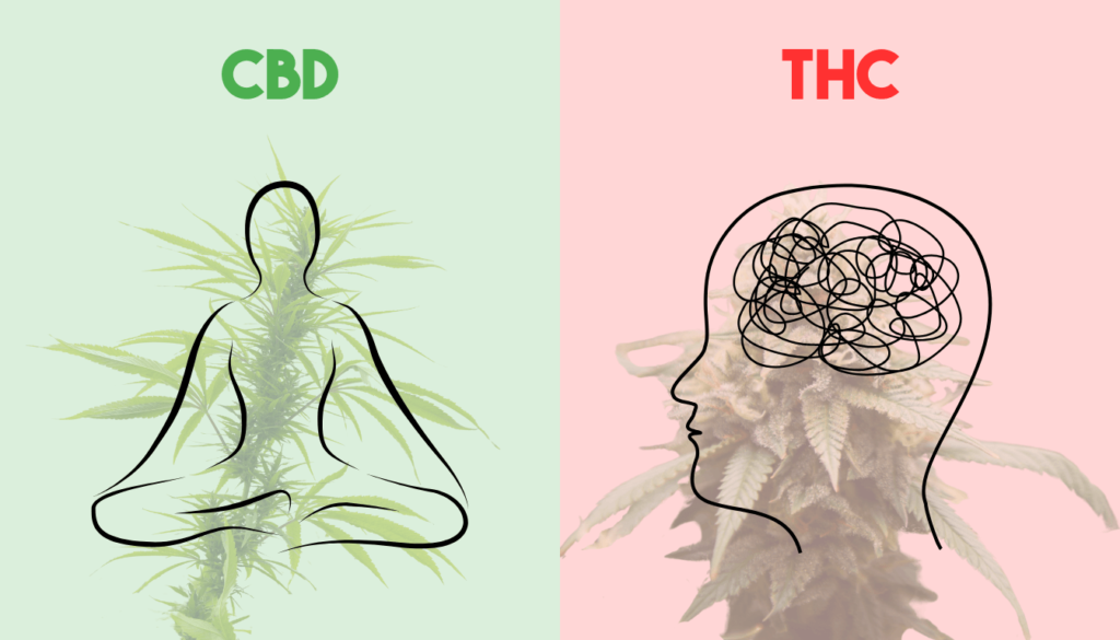 CBD vs THC Nebenwirkungen