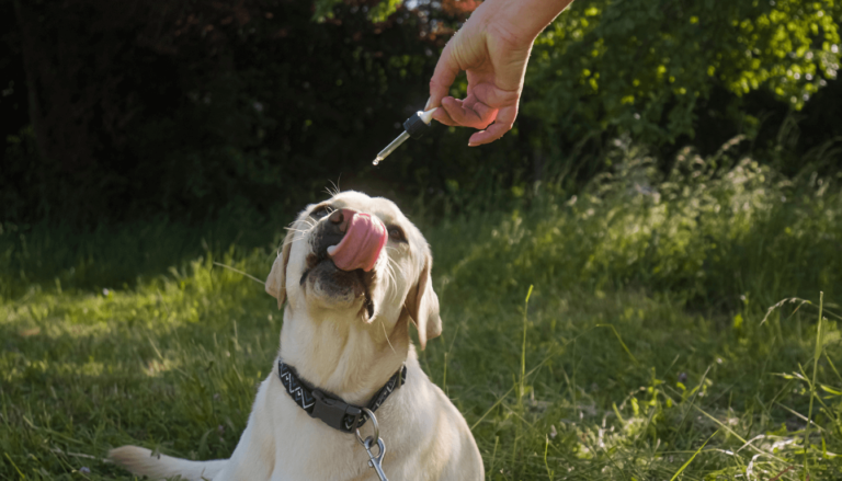 Mehr über den Artikel erfahren CBD für Hunde – Natürliche Unterstützung für Vierbeiner