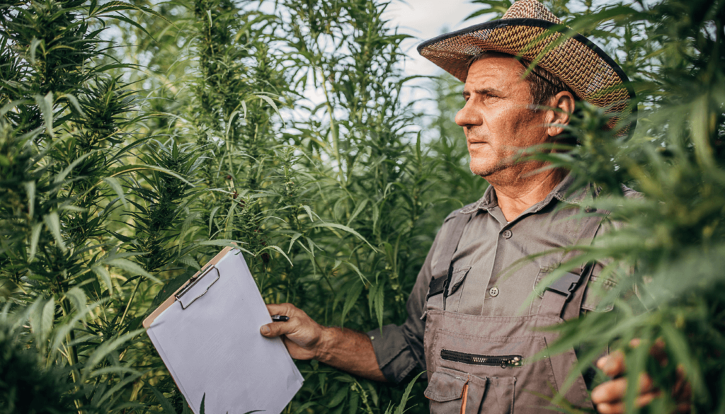 cbd gewinnung durch Hanfbauer