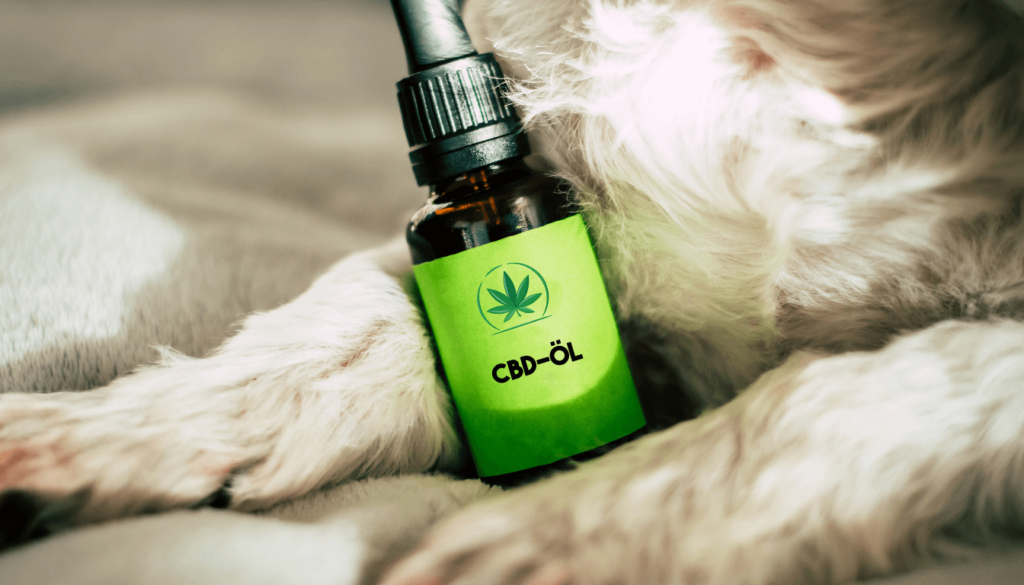 CBD Flasche bei Hund