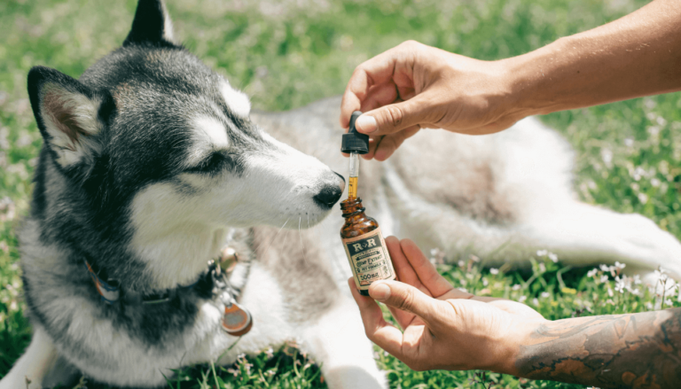 Mehr über den Artikel erfahren CBD für Haustiere – Natürliche Hilfe für Ihre Vierbeiner