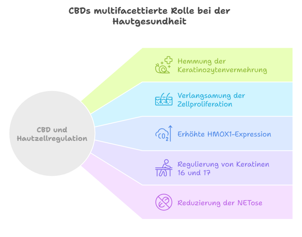 Grafik Wirkung auf die Haut durch CBD