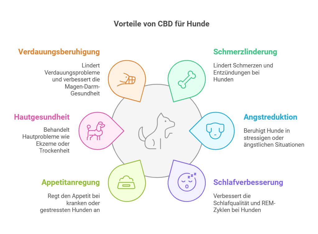 Vorteile von CBD für Hunde Grafik